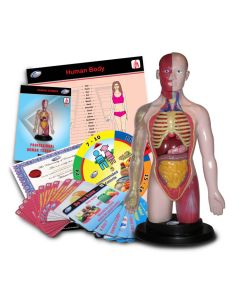 Set educativ Eastcolight - Corpul uman