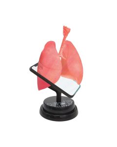 Macheta anatomica de asamblat Eastcolight, Plamanii